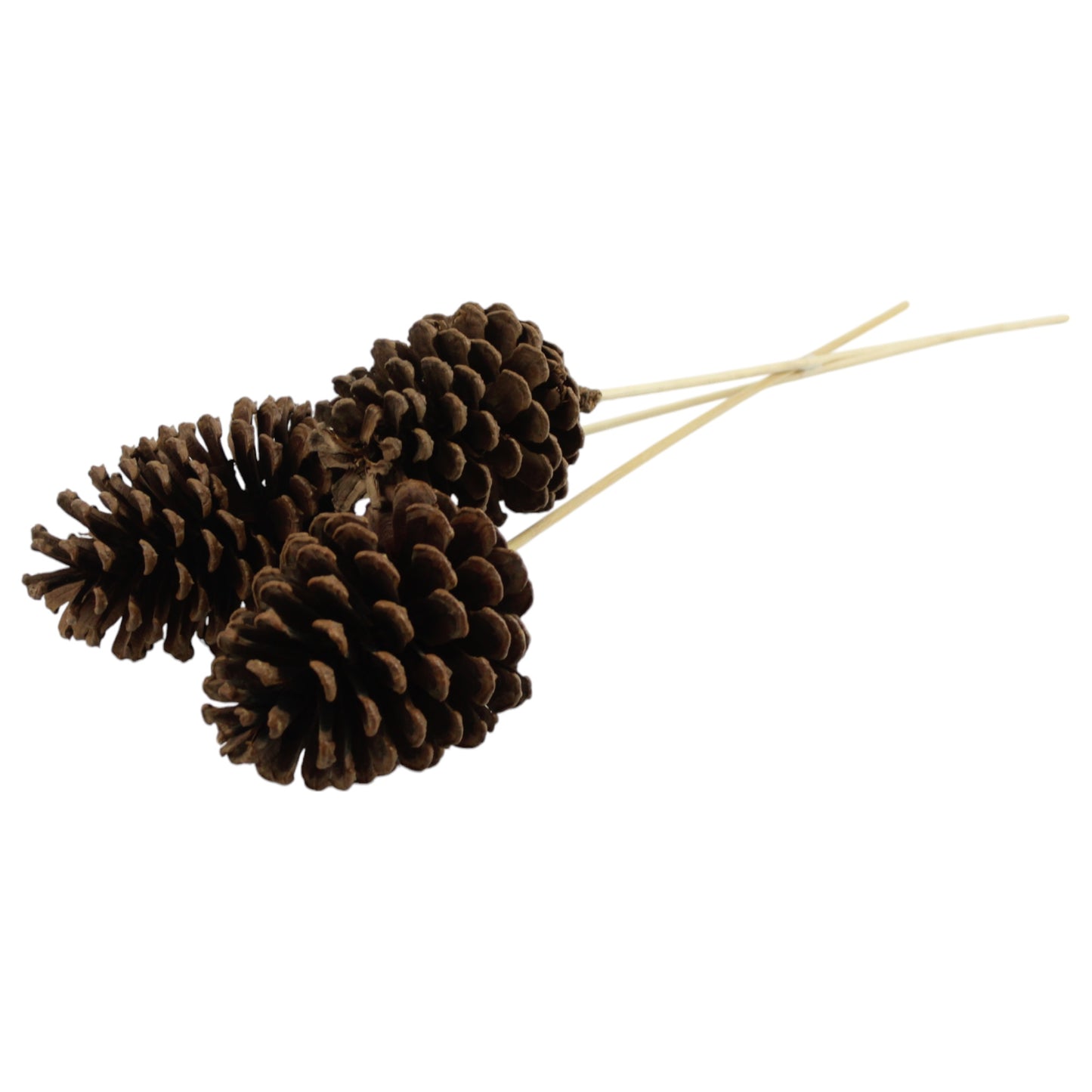 Pine Cones With Stem