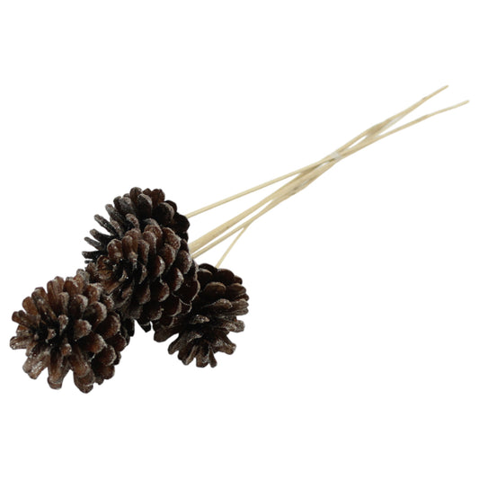 Pine Cones Austrican #9631