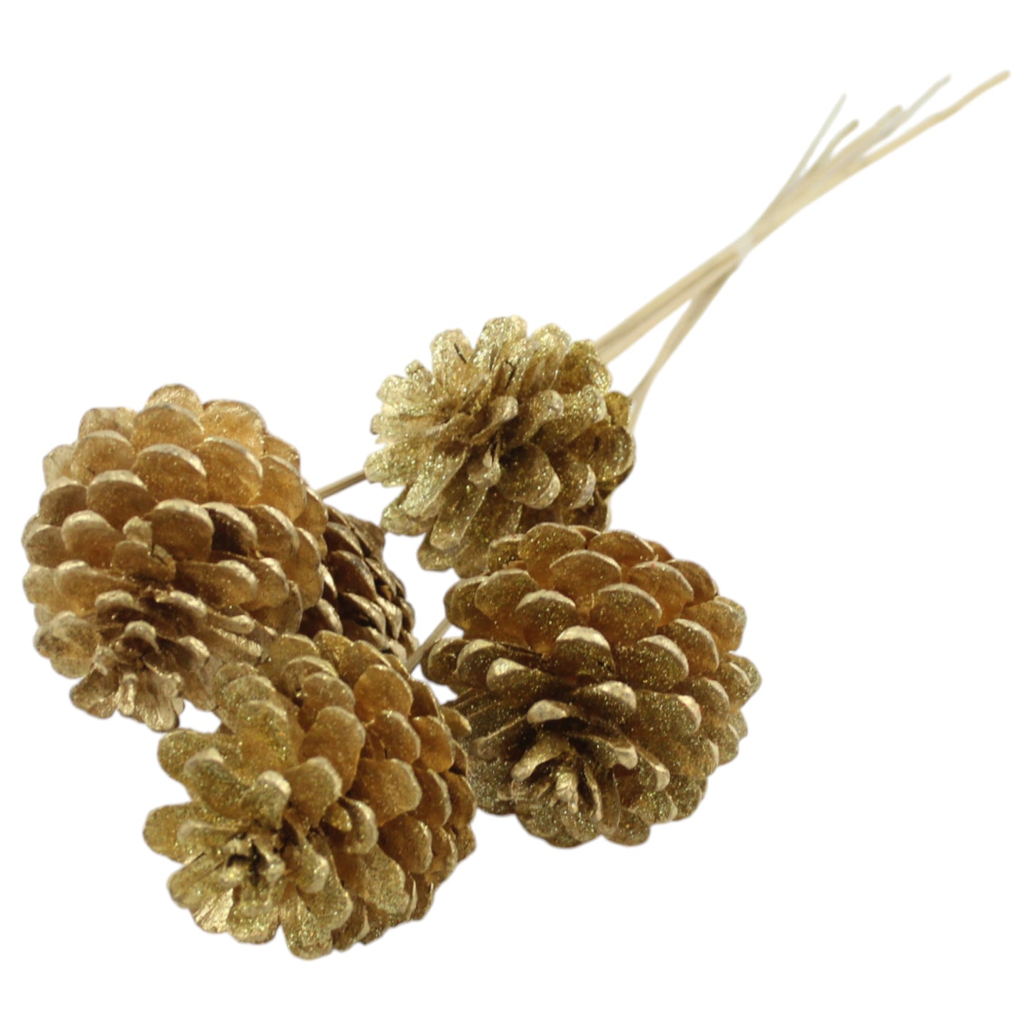 Pine Cones Austrican #9631