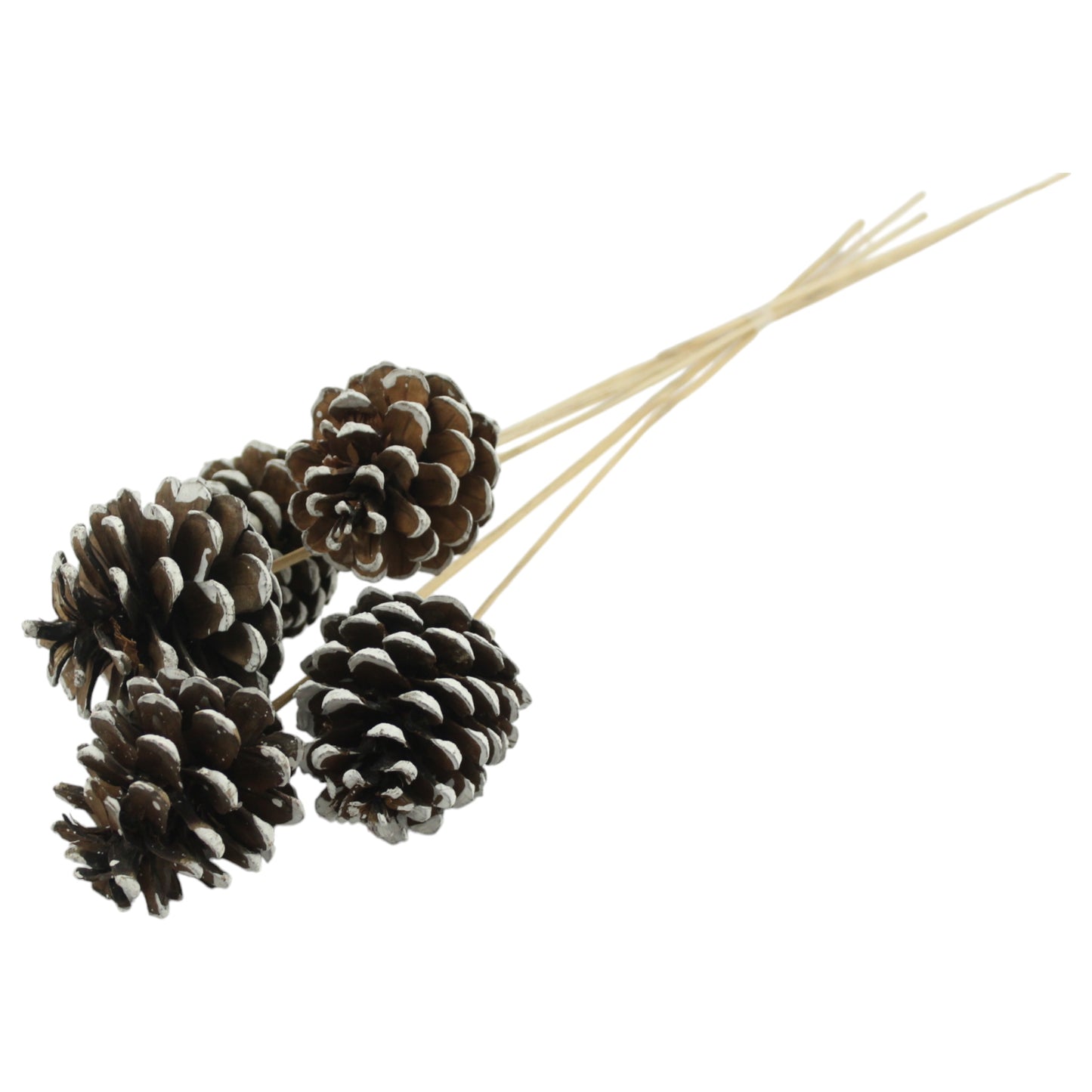 Pine Cones Austrican #9631