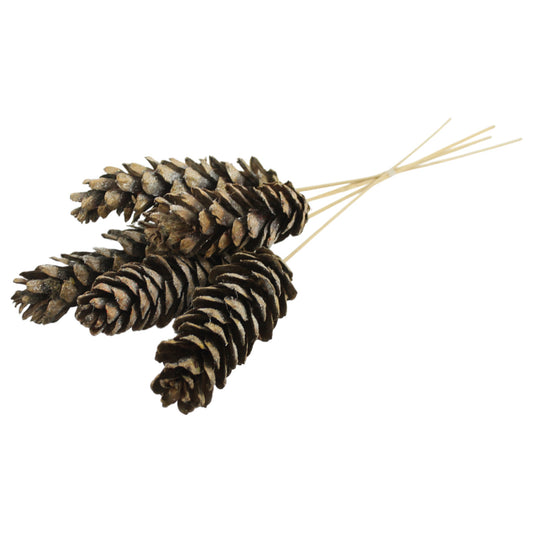 Strobus Cone #3085