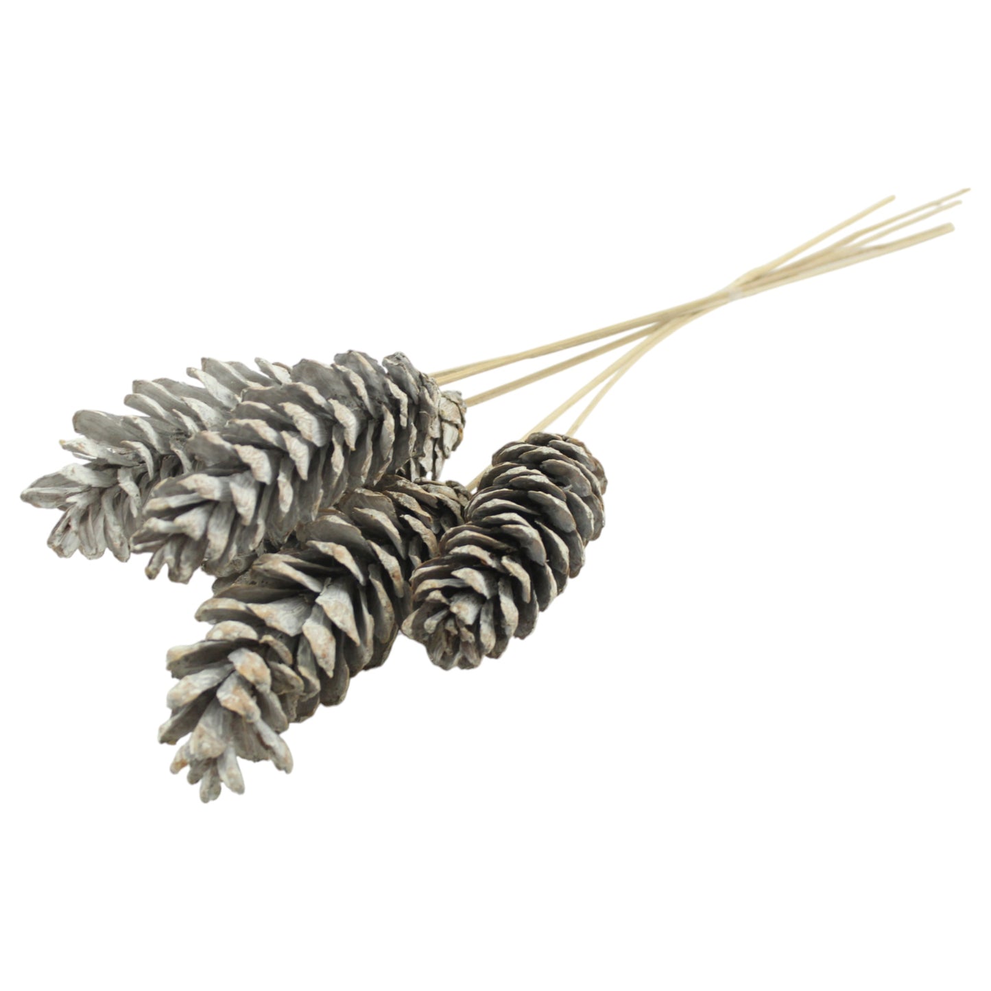Strobus Cone #3085