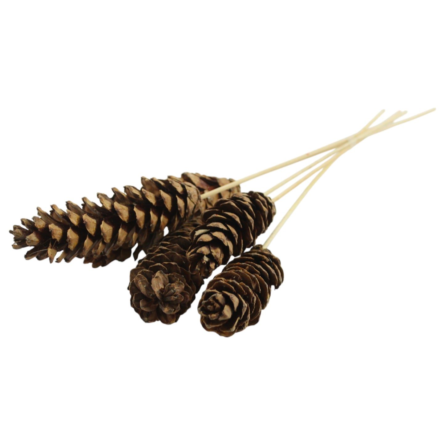 Strobus Cone #3085