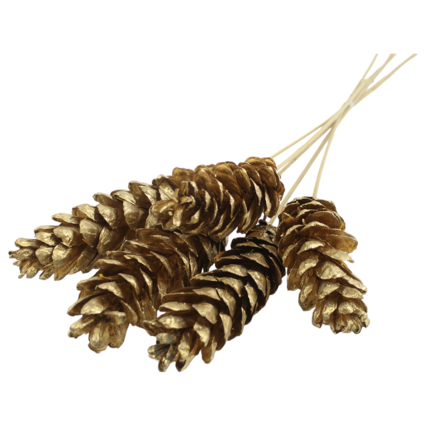 Strobus Cone #3085
