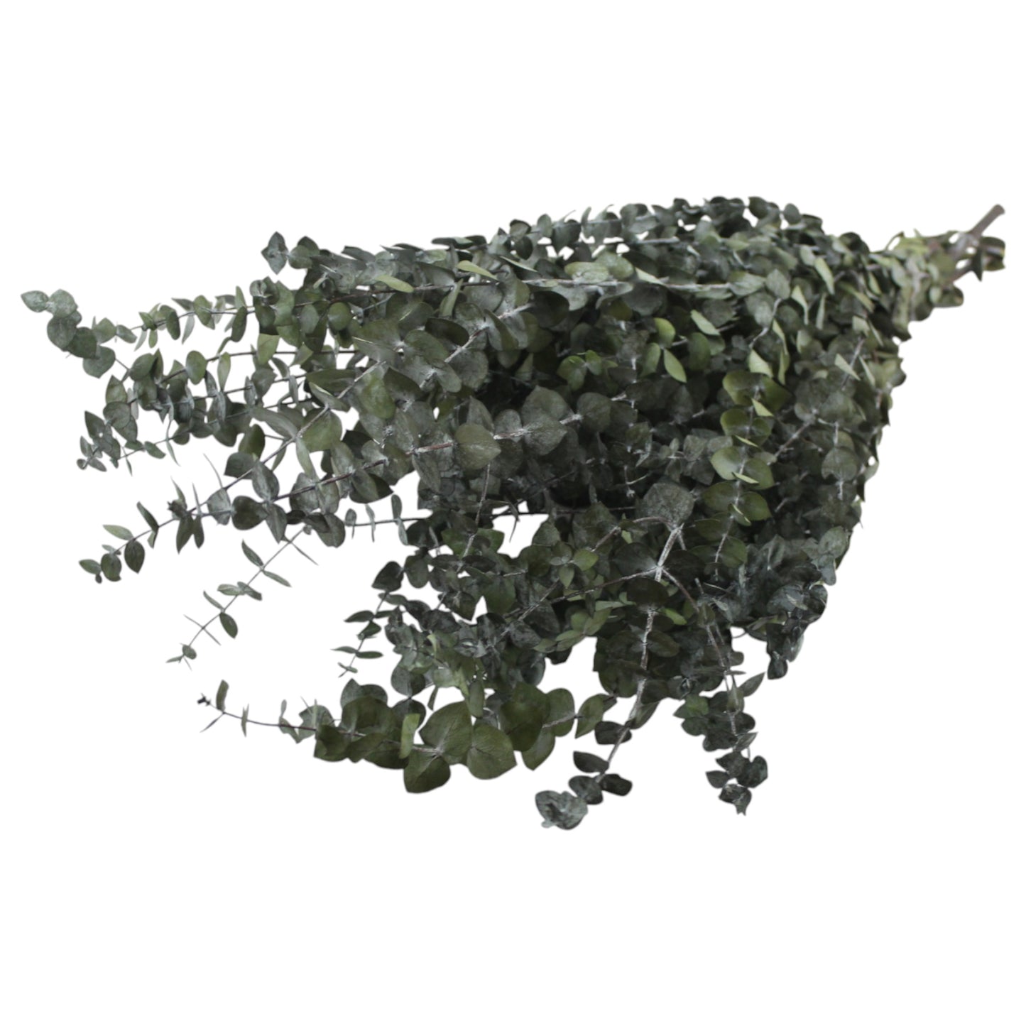 Eucalyptus Green