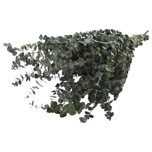 Eucalyptus Green