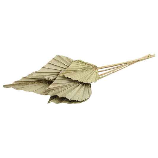 Palm Spear #2413