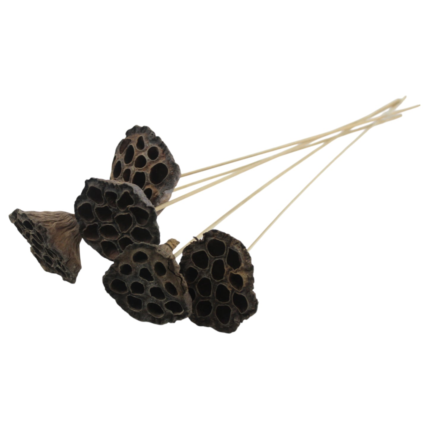 Lotus Pod #2085