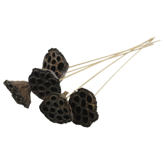 Lotus Pod #2085