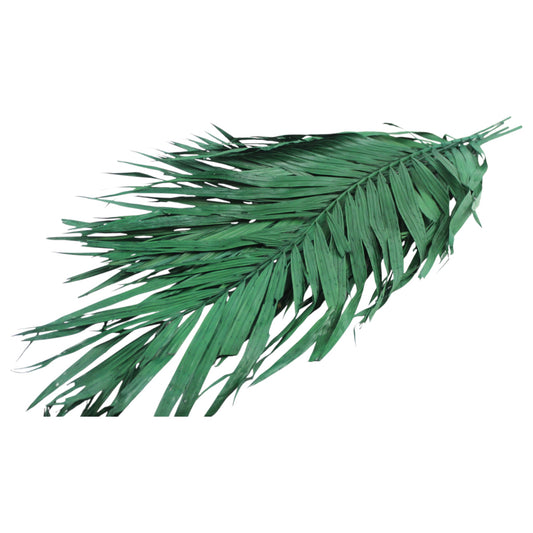 Preserved Areca Palm #9518