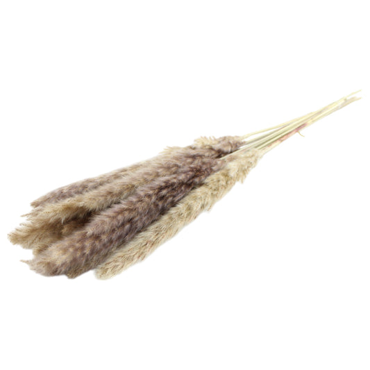 Mini Pampas Natural