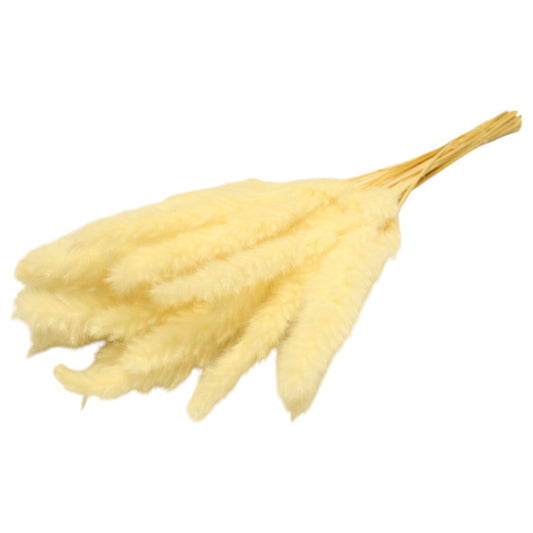 Mini Pampas Bleach