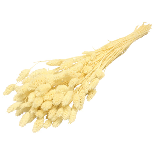 Phalaris Bleach