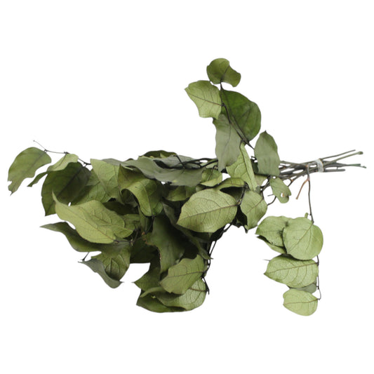 Salal Preserved Green #3302