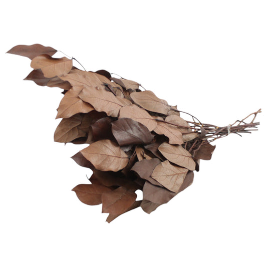 Salal Preserved Brown #3302