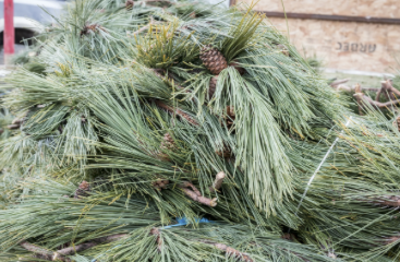 Red Pines