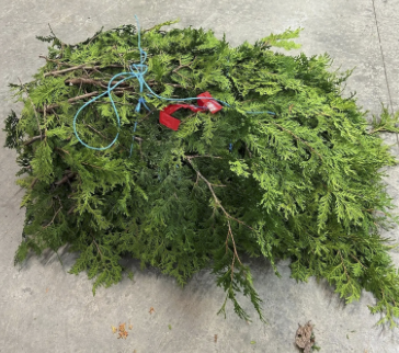 Cedar