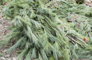 White Pines