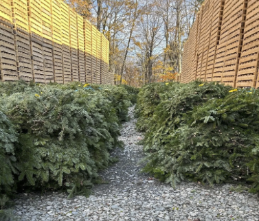Balsam Fir