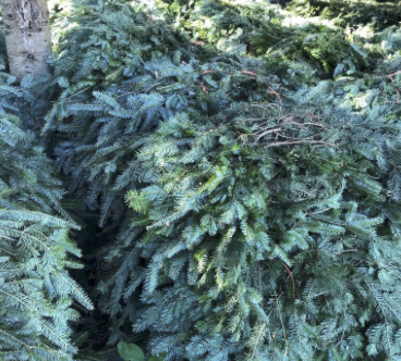Fraser Fir